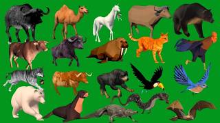 Top 20 Side Zoom Animals Green Screen Animals Left to Right Line  Running and Walking HD Green Scree