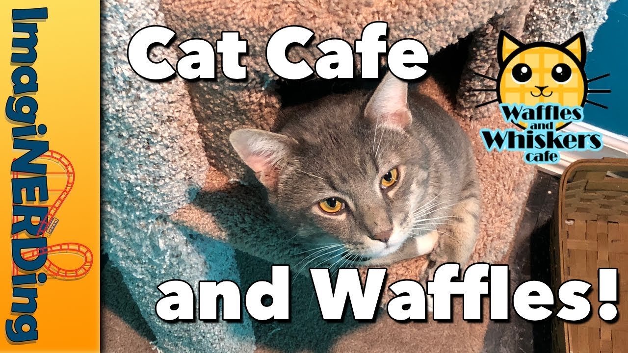  Cat  Cafe  Waffles and Whiskers Cafe  in Kernersville NC  