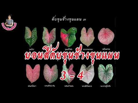 บอนสีตับขุนช้างขุนแผน 3-4 #พวงมาลัยนครินทร์