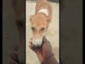 bad human