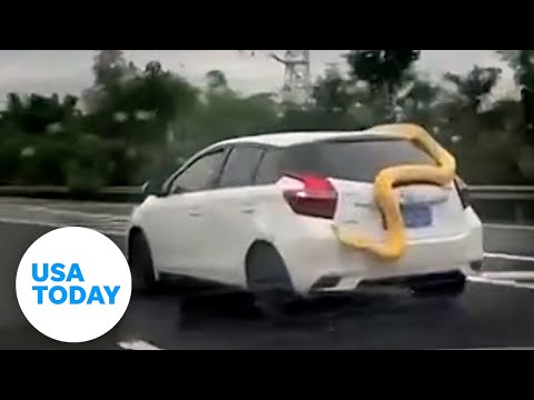 Video captures moment python slips out car window, flops onto busy highway | USA TODAY