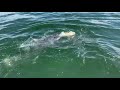 Tiger Shark Eating A Turtle