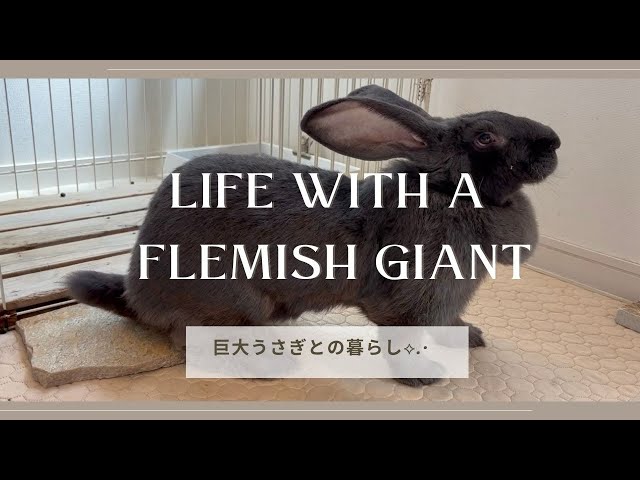 巨大うさぎ【フレミッシュジャイアント】との暮らし⟡.· - YouTube