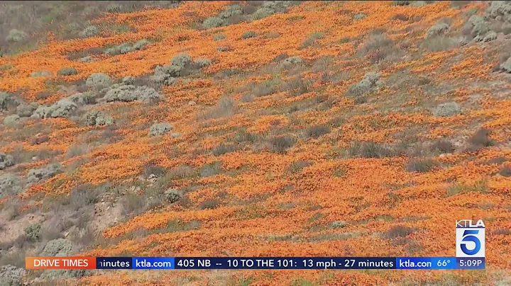 Lake Elsinore officials crackdown on crowds flocking to see poppies in bloom - DayDayNews