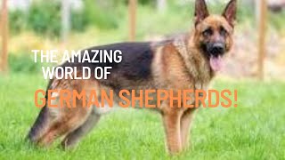The Amazing World of German Shepherds! #Dog #germanshepherd #guarddogs by AdventurousNomad 27 views 8 months ago 4 minutes, 24 seconds