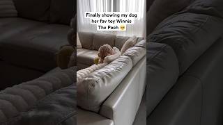 Cockapoo Watches Her Favourite Toy on TV in The Cutest Way