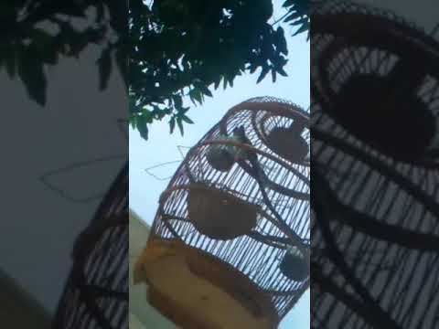Prenjak alang alang