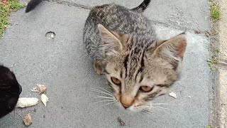 Sweet Kittens Were Hungry Again! I Fed Them!🥰