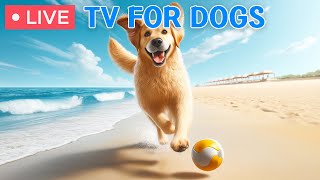 Dog MusicVideos for Dogs to Prevent BoredomSeparation Anxiety Music for Relaxation