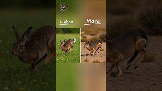 ¿Liebre o Mara? 🐇 ¡No son lo mismo! #shorts #viralvideo #viralshorts