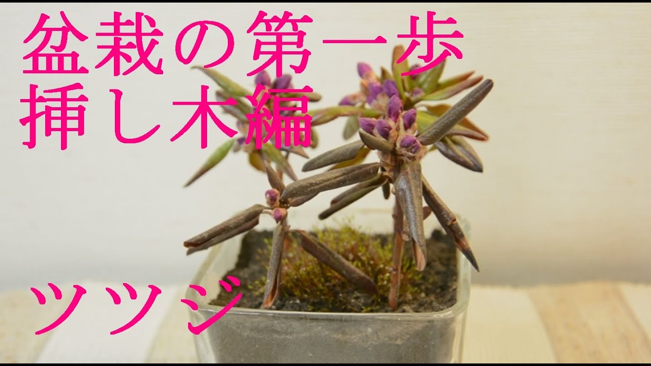 Try Bonsai 盆栽の世界に入る ムラサキツツジのミニ盆栽を作ってみる 挿し木の挑戦 Youtube