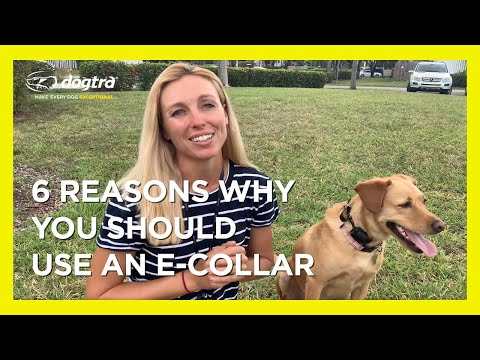 Video: Chó Sốc Collars có hại không? Nguy hiểm của đào tạo cổ áo điện tử