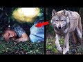 Wolf saved a boy who got lost in the forest