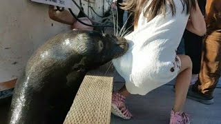 Sea Lion Drags Girl into steveston Water