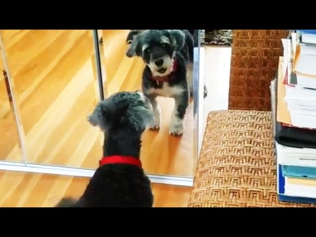 Dogs vs. Mirrors  Funny Dogs Reaction With Mirrors (Part 1) [Funny Pets]