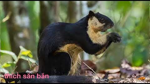 Tiếng sóc đá-sóc đen( sóc đen côn đảo)