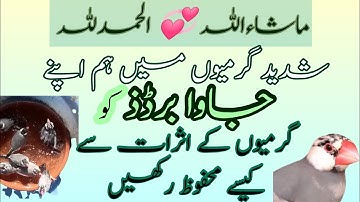 java birds, protect your java birds in summer #waqaruddinbirdschannel