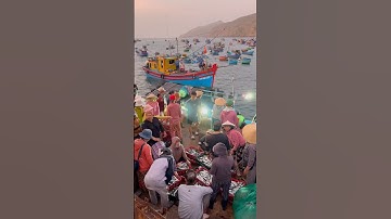 Một buổi sáng nhộn nhịp tại cảng cá, vui vì bà con ngư dân được mùa cá tôm 🥰 #reviewphuyen #beach