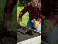 planting blackberries starts!!#gardening #garden #thriveflorishgrow #flowers #gardendelight