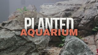 Yüksek Destekli Bitkili Nano Akvaryum / High Tech Nano Planted Aquarium
