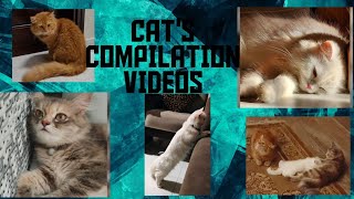 Cat Video Compilation Part5 #cat#shortvideo#love #cute #reels#story#vlog#best#cat#shorts #shortvideo