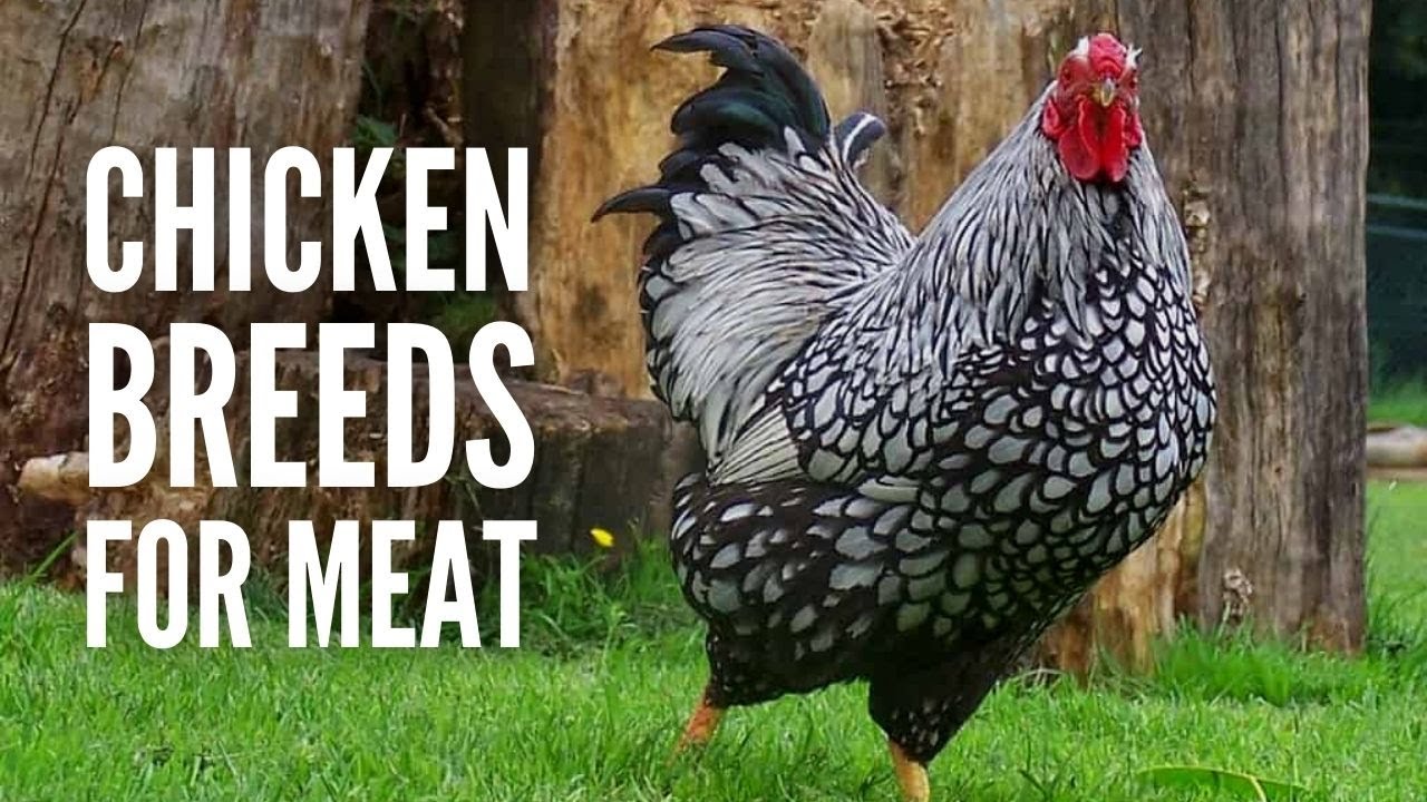 These Are The 20 Best Chicken Breeds for Meat 
