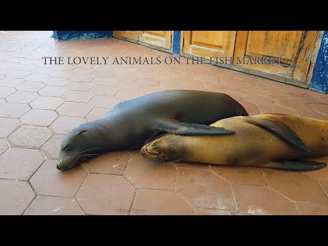 THE LOVELY FISH MARKET PUERTO AYORA 2, SANTA CRUZ ISLAND, GALAPAGOS, Sea Lion, Pelikan, Fischmarkt