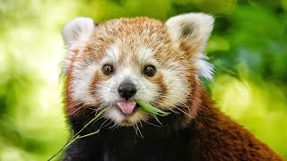 7 FASCİNATİNG FACTS ABOUT RED PANDAS YOU DİDN'T KNOW! | WİLDLİFE DOCUMENTARY