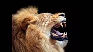 Lion Roar 2 - Sound Effect Reversed