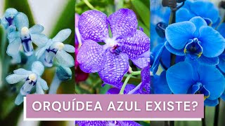A verdadeira Orquídea Azul Natural - thptnganamst.edu.vn