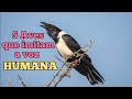 5 AVES QUE IMITAM A VOZ HUMANA