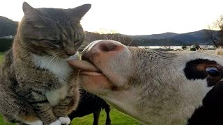 Funny Pets Until Tears / Funny Cats 2023 / Jokes with Cats / Funny ANIMALS video by Good Cat 1,936 views 9 months ago 10 minutes, 31 seconds