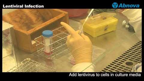 Lentiviral Infection