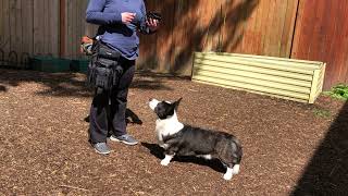 Dog Muzzle Training Step Two (Part One): Luring Nose Into Muzzle Muzzle Training For Dog Trainers Teach Nose Targeting And Proof It