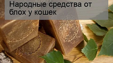 Народные средства от блох у кошек
