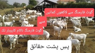 Goat Farming is not Successful in Pakistan ? کیا پاکستان میں گوٹ فارمنگ ناکام ہے ؟