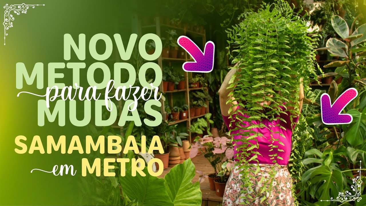 NOVO METODO para fazer MUDAS da SAMAMBAIA em METRO