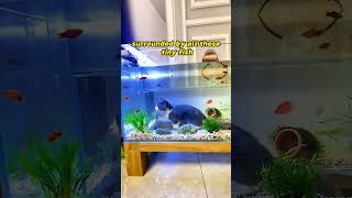 Download Lagu This little kitty's gotta be the happiest cat on the planet #shorts MP3 Download Lagu This little kitty's gotta be the happiest cat on the planet #shorts MP3