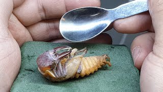 사슴벌레, 장수풍뎅이 인공 번데기방을 만드는 특별한 5가지 방법!