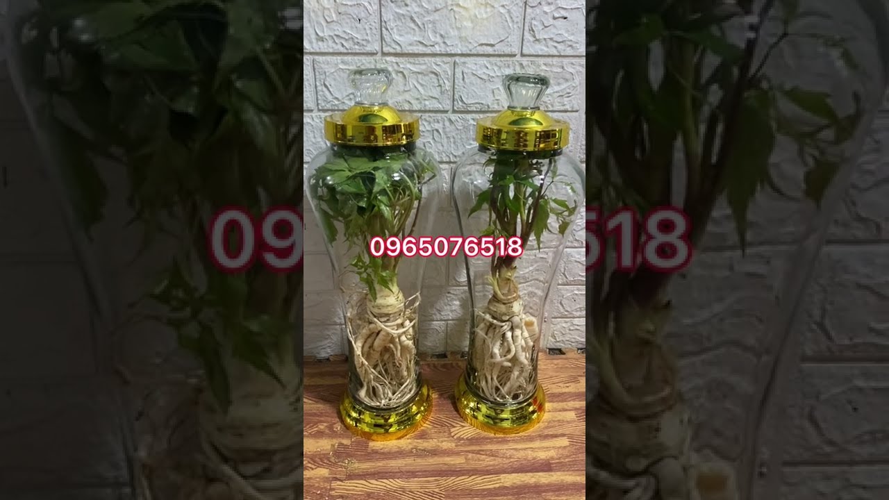 Sâm Quy Tươi - Khám Phá Tiềm Năng Tuyệt Vời Của Thiên Nhiên