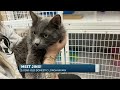 Furry Friends: Sweet Jinx is looking for a loving home