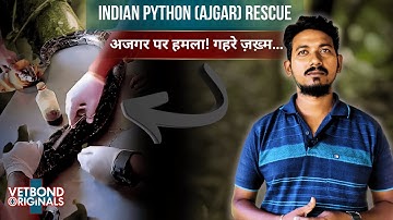 “Injured Rock Python Emergency Case | Wildlife Treatment Documentary 🐍🎬”