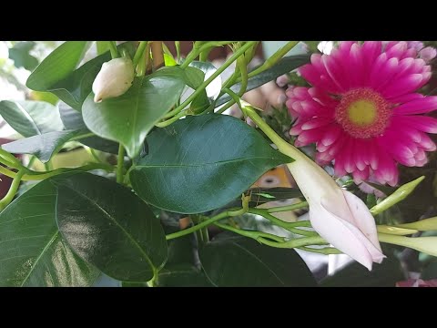 Βίντεο: Mandevilla Houseplants - Πώς να φροντίσετε τη Mandevilla σε εσωτερικούς χώρους