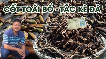 Cốt Toái Bổ - Tắc kè đá chất lượng Nhật Trường Kon Tum