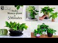 5 Easy Ideas to Grow Bushy Money plant in 5Minutes-Money plant Indoor Decoration Ideas//GREEN PLANTS