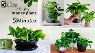 5 Easy Ideas to Grow Bushy Money plant in 5MinutesMoney plant Indoor Decoration Ideas//GREEN PLANTS