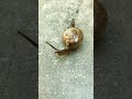 A tiny Snail 🐌🐌 close up video 😀