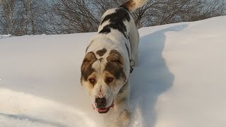 Тренировка среднеазиатской овчарки алабай Гэ-Сэрр.