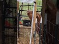 Clifford being the bull he us. always into something #TikTok #cow #littlefarm #clifford