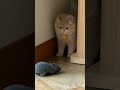 Cat gets scared on seeing a rat funny trending ytshorts youtubeshorts shorts